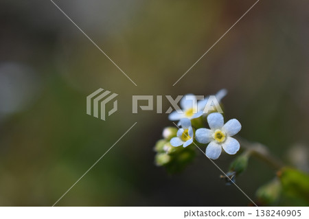 Cucumbers flowers Cucumbers flowers 138240905