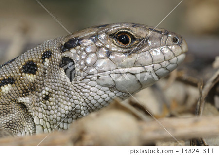 Macro head of sand lizard Lacerta agilis reptile on dry leaves in early spring Macro head of sand lizard Lacerta agilis reptile on dry leaves in early spring 138241311