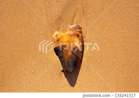 Washed Ashore Marine Creature on Sandy Beach 138241317