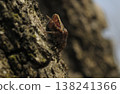 Orb Weaver Spider Araneidae Resting on Tree Bark Macro Shot 138241366