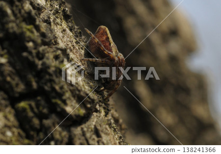 Orb Weaver Spider Araneidae Resting on Tree Bark Macro Shot Orb Weaver Spider Araneidae Resting on Tree Bark Macro Shot 138241366