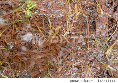 Natural Wet Mud Surface with Lush Green Plants Texture Natural Wet Mud Surface with Lush Green Plants Texture 138241443