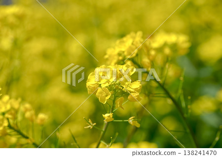 Yellow rape blossoms 138241470