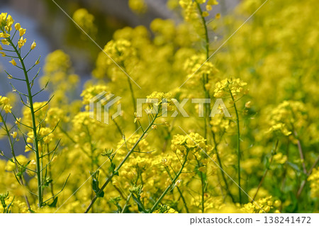 Yellow rape blossoms 138241472