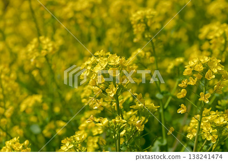 Yellow rape blossoms 138241474