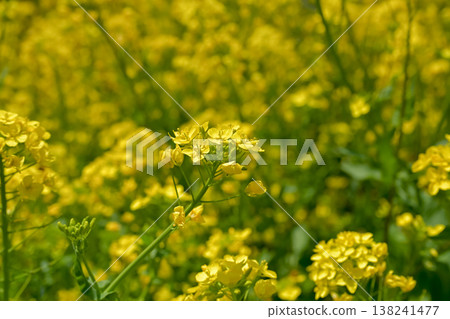 Yellow rape blossoms 138241477