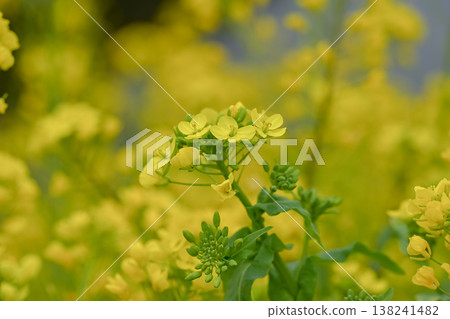 Yellow rape blossoms 138241482