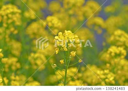 Yellow rape blossoms 138241483