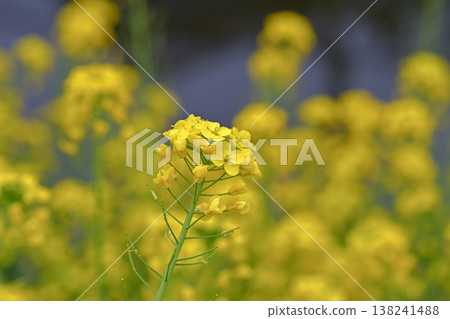 黃色油菜花 138241488