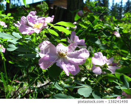 A Lovely Alberta Wild Rose A Lovely Alberta Wild Rose 138241498