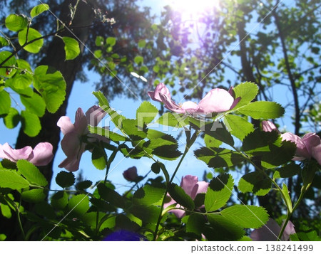 Sunlight Shining Down Through Wild Rose Petals And Leaves Sunlight Shining Down Through Wild Rose Petals And Leaves 138241499