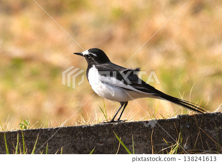 A Japanese Wagtail I found in a spring field. 138241613
