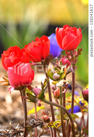 紅花 紅花 138241617