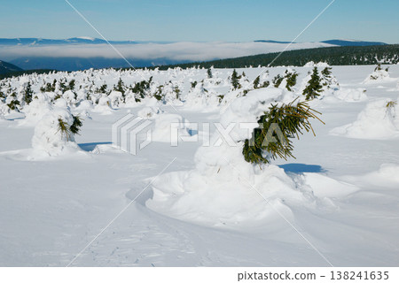Snow frost tree winter spruce Jeseniky close up shot during natural ice form cold cool ice tundra biome frigid temperature birds eye top view footage. Famous tourist place in Hruby Jesenik mountains 138241635