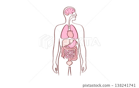 Internal Organs Sketch Internal Organs Sketch 138241741