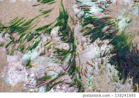 Abstract Pattern of Seaweed on Coastal Rocks Abstract Pattern of Seaweed on Coastal Rocks 138241893