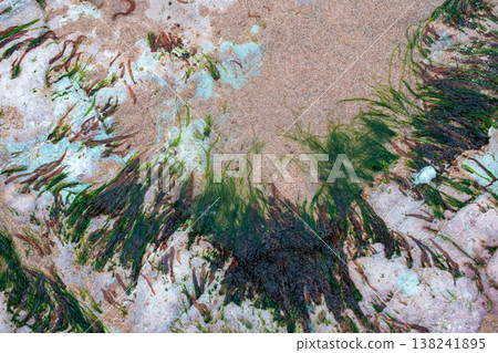 Coastal Rock Texture with Green Algae and Marine Barnacles Coastal Rock Texture with Green Algae and Marine Barnacles 138241895