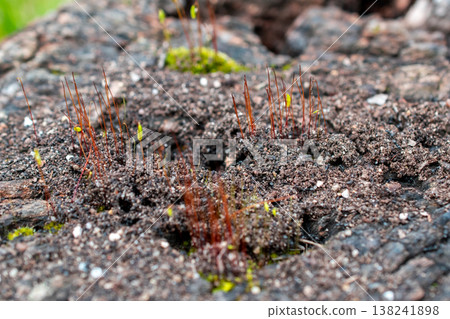 Close up of new moss growth with sporophytes on decaying wood Close up of new moss growth with sporophytes on decaying wood 138241898