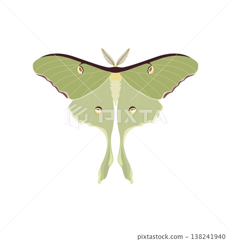 Vector illustration of symmetrical abstract luna moth. 138241940