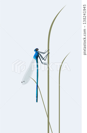 Vector illustration of a beautiful dragonfly sittting in the grass in a meadow,Close-up of damselfly on plant. Vector illustration of a beautiful dragonfly sittting in the grass in a meadow,Close-up of damselfly on plant. 138241945