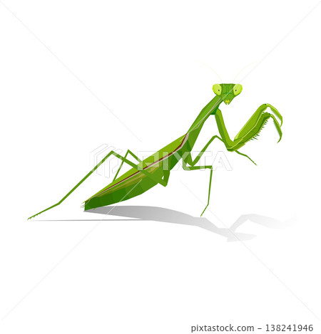 Mantis. Editable hand drawn illustration. Vector detailed illustration. Isolated on white background 138241946