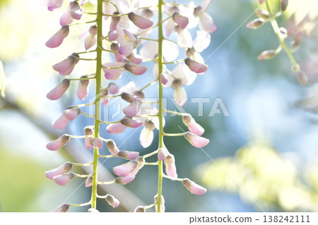 wisteria flowers droop wisteria flowers droop 138242111