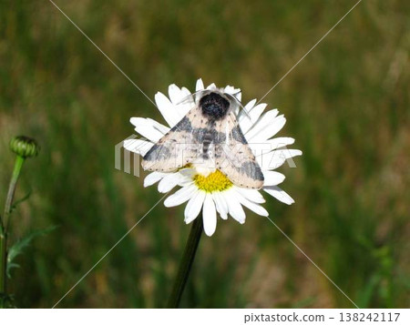 Modest Furcula Moth Rests On A Daisy Modest Furcula Moth Rests On A Daisy 138242117