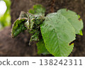 Close-up of green leaves infested with small insects outdoors 138242311