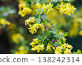 Close-up of yellow flowers blooming on a green leafy branch outdoors 138242314