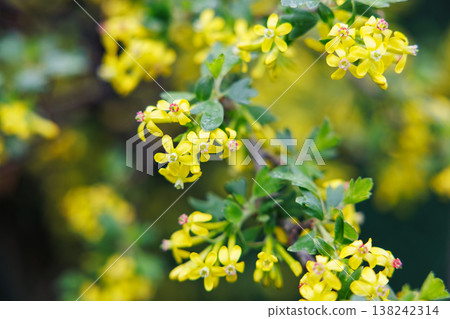 Close-up of yellow flowers blooming on a green leafy branch outdoors Close-up of yellow flowers blooming on a green leafy branch outdoors 138242314