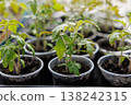 Young green seedlings growing in plastic cups with soil 138242315
