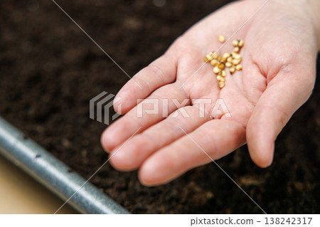 Hand Holding Seeds Over Soil for Planting Hand Holding Seeds Over Soil for Planting 138242317
