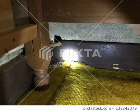 野生動物造成的可怕破壞 野生動物造成的可怕破壞 138242379