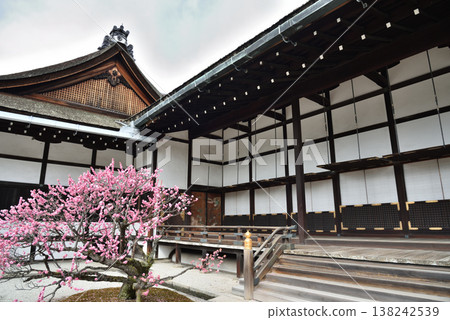 Red plum blossoms blooming between the Otsunegoten and Osanma rooms at the Kyoto Imperial Palace (Kamigyo Ward, Kyoto City) Red plum blossoms blooming between the Otsunegoten and Osanma rooms at the Kyoto Imperial Palace (Kamigyo Ward, Kyoto City) 138242539
