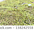 苔蘚地 138242558