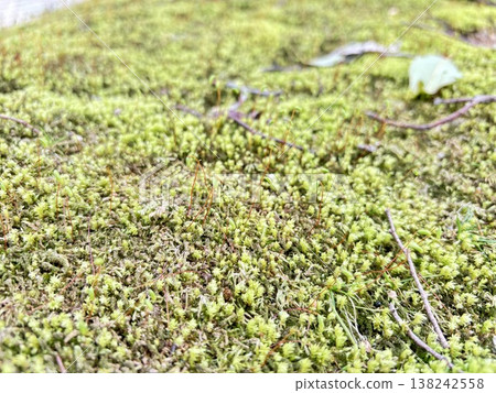 苔蘚地 苔蘚地 138242558
