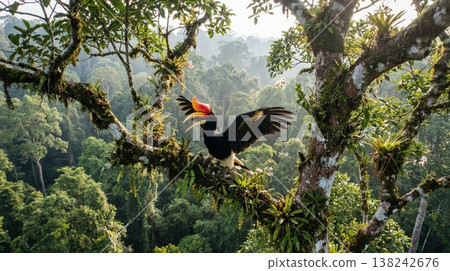 樹枝上的犀鳥 138242676