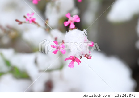 蠅子草花被異常的雪覆蓋著。 138242875