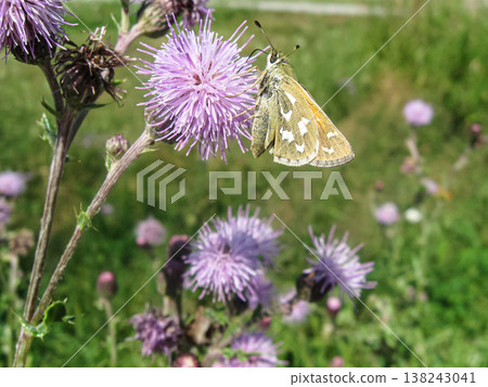 Western Branded Skipper Nectaring On Canada Thistle 138243041