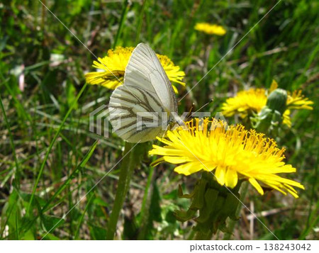 Mustard White Butterfly Nectaring On A Dandelion Mustard White Butterfly Nectaring On A Dandelion 138243042