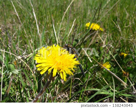 Humble And Cheery Dandelion In The Grass Humble And Cheery Dandelion In The Grass 138243043