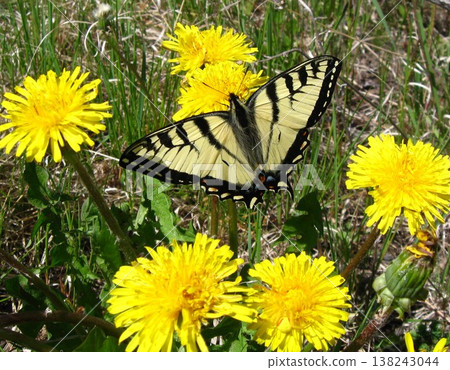 Tiger Swallowtail Actively Pollinating Dandelions Tiger Swallowtail Actively Pollinating Dandelions 138243044