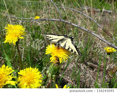 Tiger Swallowtail Actively Pollinating Dandelions Tiger Swallowtail Actively Pollinating Dandelions 138243045