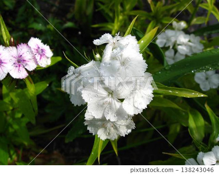 Raindrops On The Sweet William 138243046