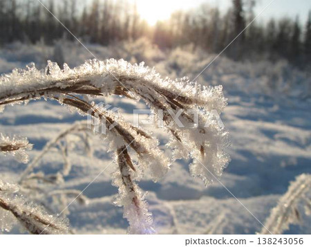 Hoarfrost Covers Last Year's Grasses 138243056
