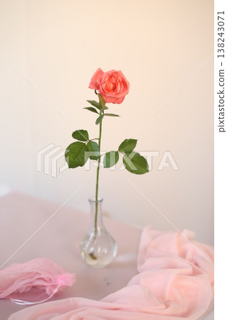 rose in a vase. Home decoration and interior. Details of still life in the home interior of living room. Cozy spring concept.  138243071