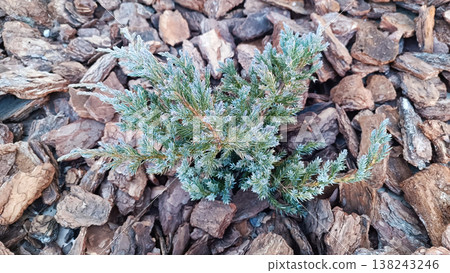 Little juniperus virginiana in garden with bark Little juniperus virginiana in garden with bark 138243246