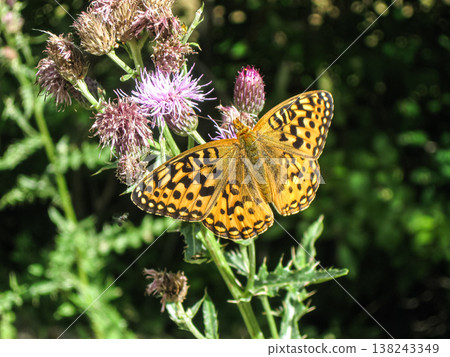 Zerene Fritillary Sunning On Canada Thistle Zerene Fritillary Sunning On Canada Thistle 138243349