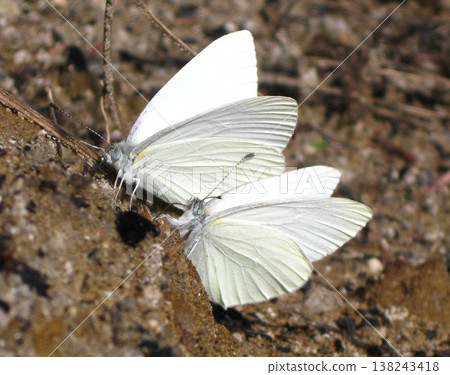 Two Male Margined White Butterflies Sipping Moisture Two Male Margined White Butterflies Sipping Moisture 138243418