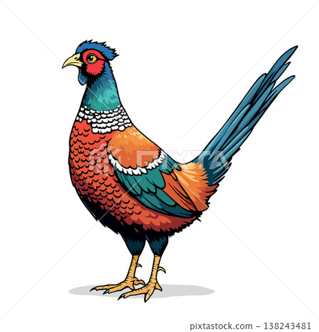 Colorful common pheasant standing gracefully, wildlife bird illustration 138243481